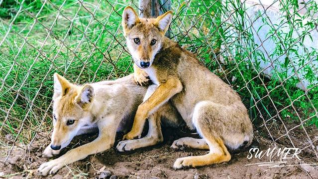 乌兰布统景区-野狼谷景区