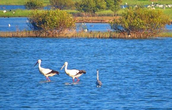 鳌鼓湿地森林园区