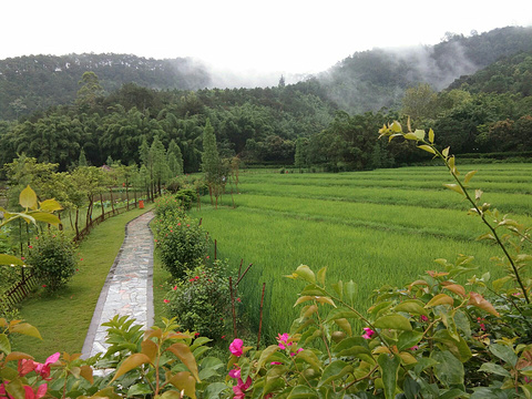 云雾山森林公园旅游景点图片