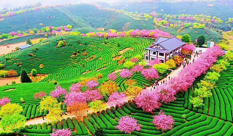 永福樱花园