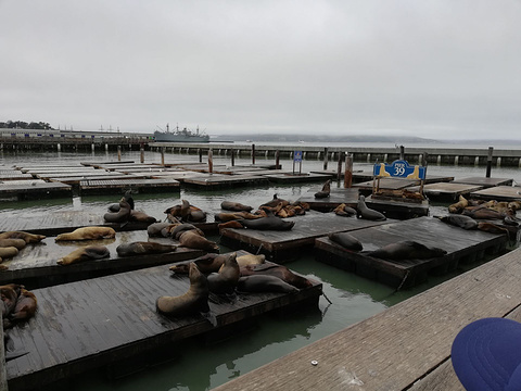 Sea Lion Center旅游景点图片