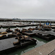 Sea Lion Center