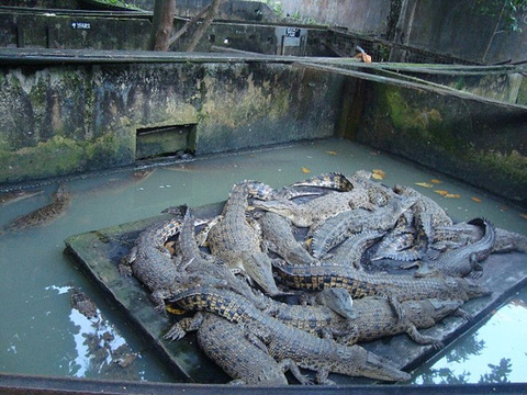 Asam Kumbang Crocodile Farm旅游景点图片