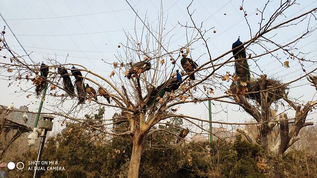 郑州市动物园-动物王国