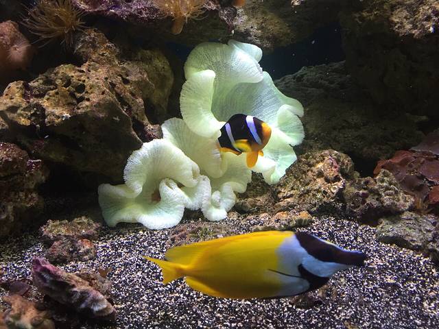 列宁格勒动物园