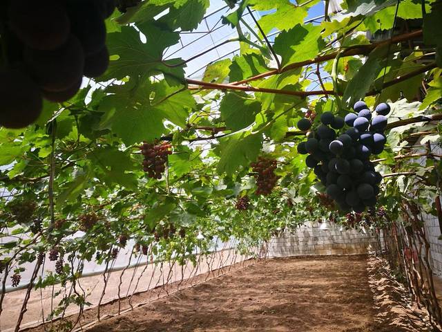 承德县天天农场