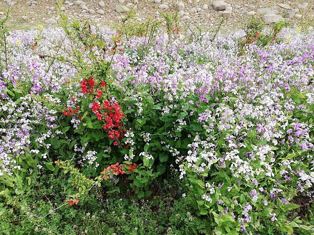 凉水河公园-三区