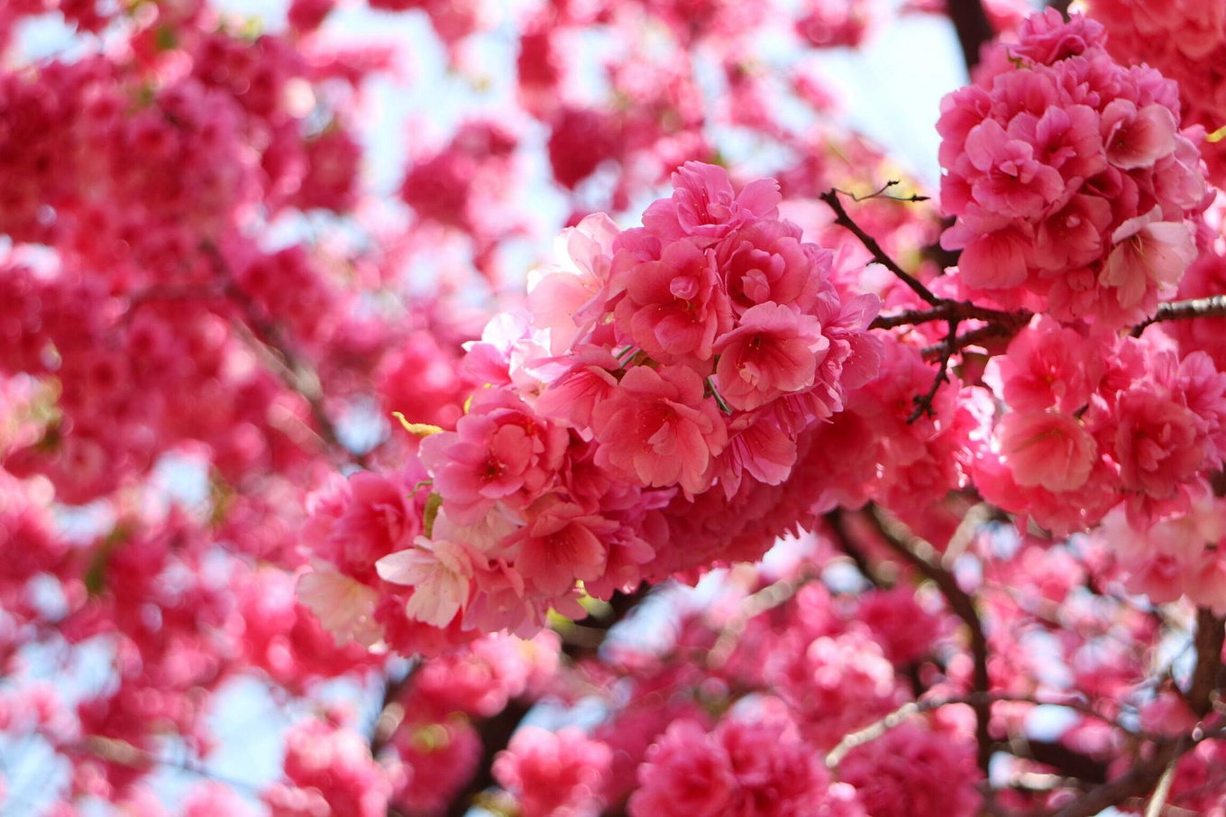 粉红色的花树-欧莱凯设计网