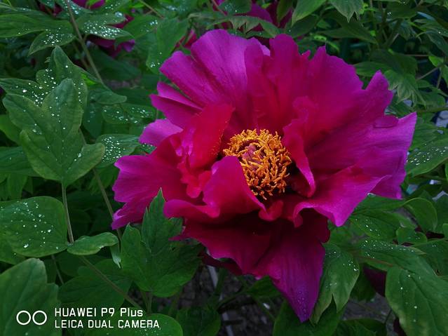 便仓枯枝牡丹园碑