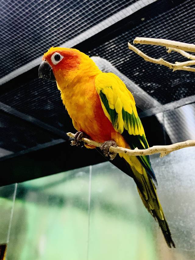 东莞香市动物园