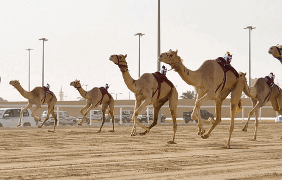 艾尔沙哈尼亚骆驼赛场旅游景点图片