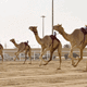 艾尔沙哈尼亚骆驼赛场