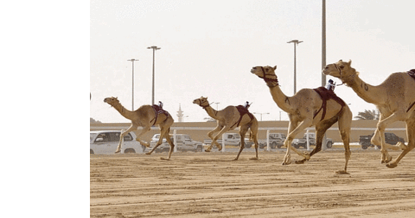 艾尔沙哈尼亚骆驼赛场的图片