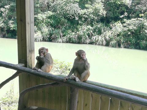 鸳鸯溪-双溪猕猴自然保护区旅游景点图片