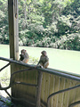 双溪猕猴自然保护区