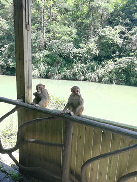 鸳鸯溪-双溪猕猴自然保护区