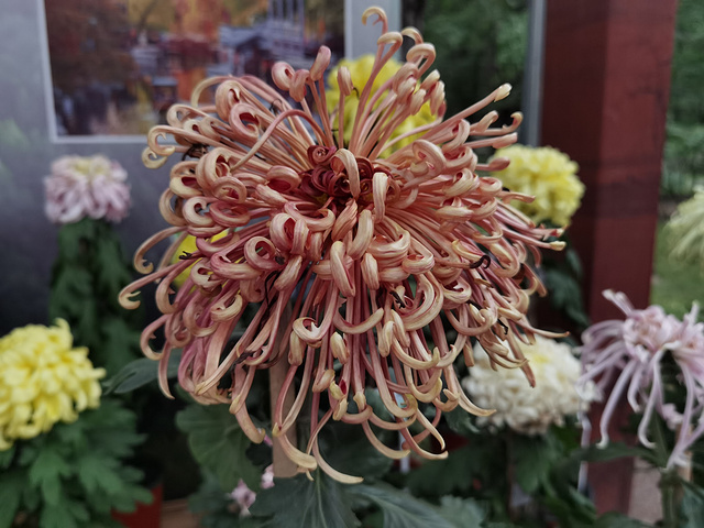 抓紧时间哦目前花田中的小菊花还有很待开放植物园中的各色小菊田还在