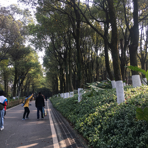"看了天气预报，重庆最近只有今天有太阳啦_照母山森林公园"的评论图片