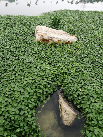 "如今的那考河湿地公园，正从人造公园逐步恢复自然湿地的面貌：广袤的美人蕉田辟出了水生植物试验区，..._那考河湿地公园"的评论图片