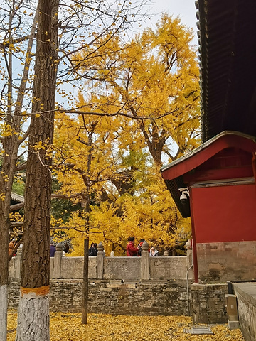 "大觉寺的银杏黄啦_大觉寺"的评论图片