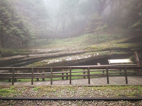 阿里山神木火车站旅游景点图片