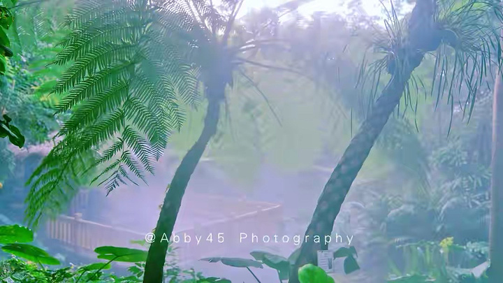"厦门旅行|《锋味》取景地，网红植物园 _厦门园林植物园"的评论图片