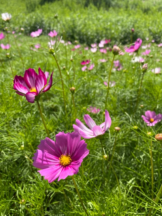 昌平七孔桥花海