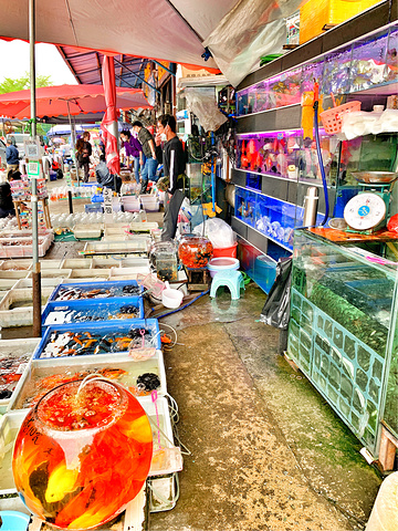 广州人最爱逛的观赏鱼市场坐落在老城区