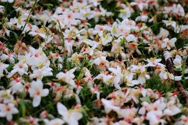 广州二龙山薰衣草森林世界