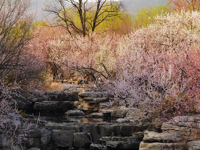 "_国家植物园(原北京植物园)"的评论图片