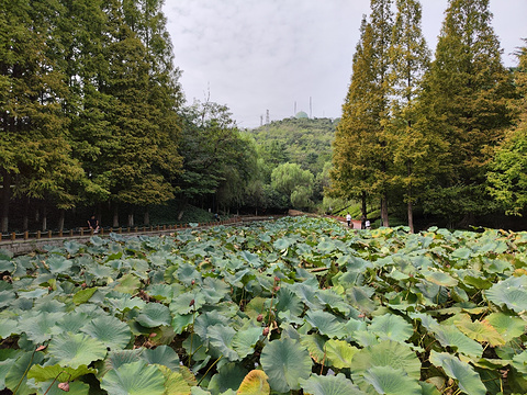青岛市植物园旅游景点攻略图