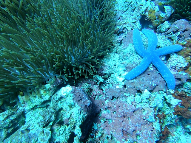 "...浮力，避免踢到珊瑚，至于怎么练好呢，那就是多潜水、上点心，控制好呼吸，练不好的就不要贴那么近啦_巴里卡萨岛"的评论图片