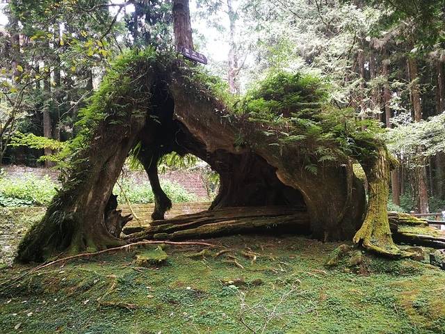 三代木(櫻木花道)