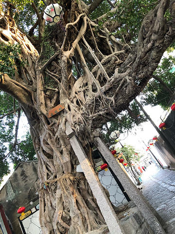 "南门的古榕树 看起来就很大树龄啦_龙湖古寨"的评论图片