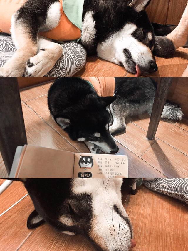 上山狗狗事务所·猫狗咖(南山店)