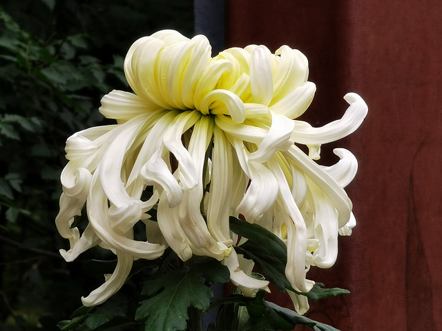 抓紧时间哦目前花田中的小菊花还有很待开放植物园中的各色小菊田还在