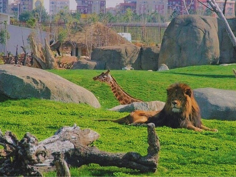瓦伦西亚动物园旅游景点图片