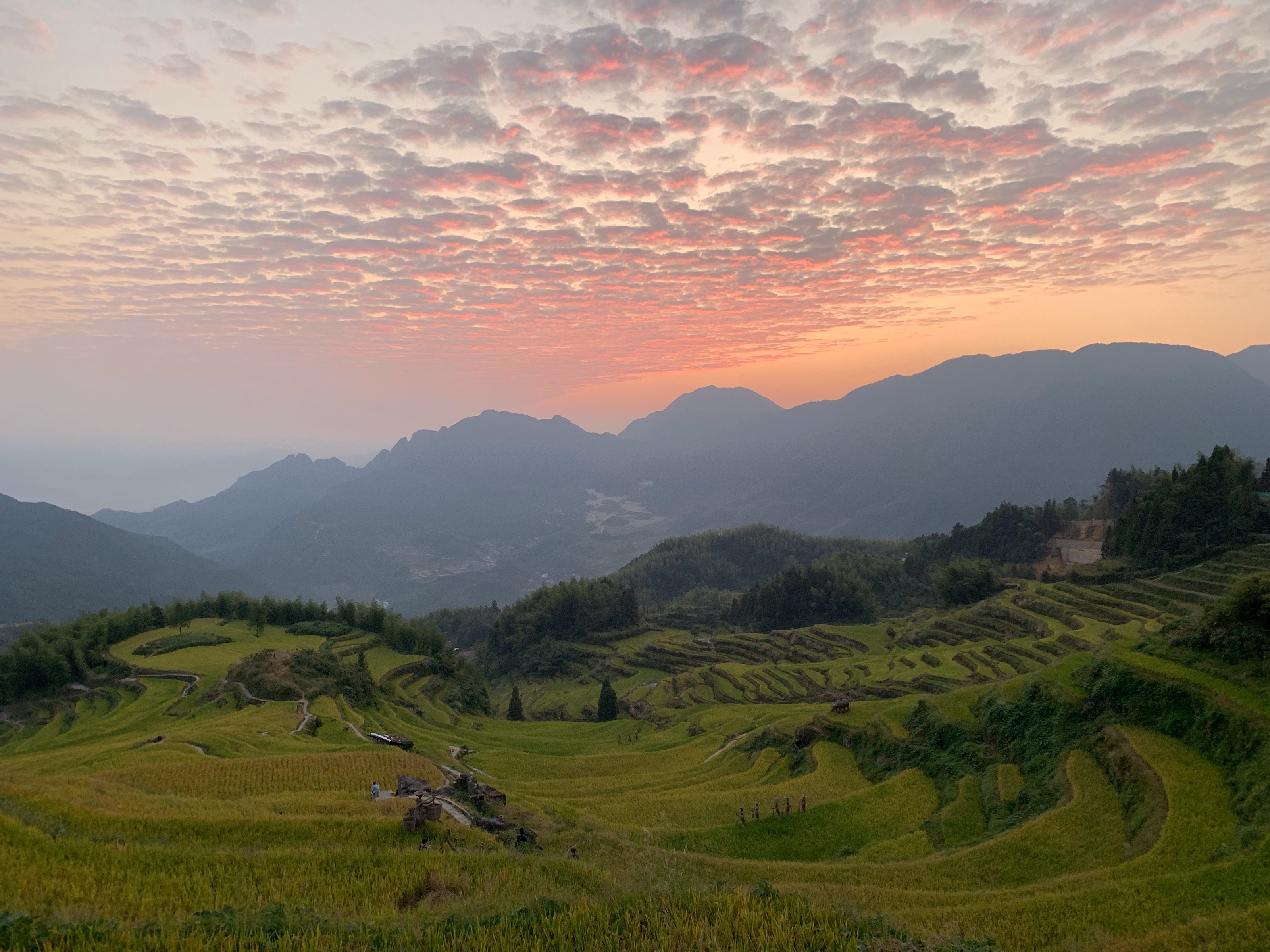 2023云和梯田景区游玩攻略,景点:云和梯田#云和梯田-日...【去哪儿攻