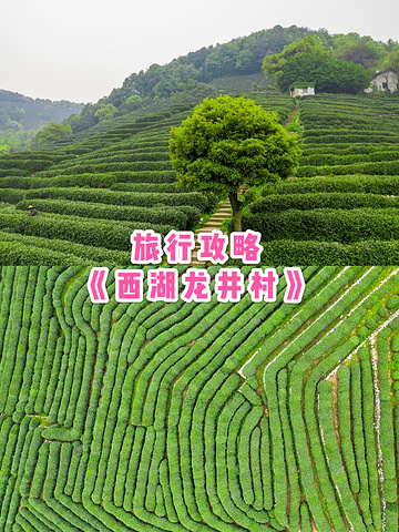 "旅行攻略|西湖龙井村_杭州"的评论图片