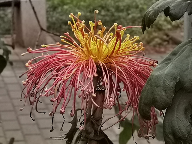 北京植物園菊花展開始了目前花田中的小菊花還有很待開放