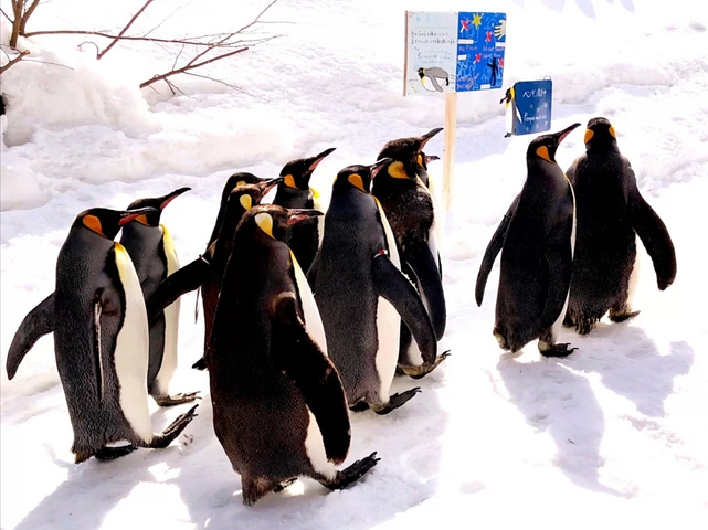 "北海道旭川动物园与企鹅🐧亲密接触_旭山动物园"的评论图片