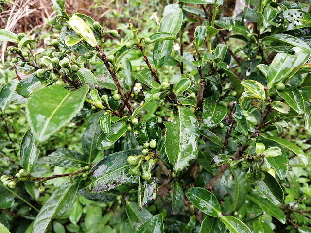 "走了一段路后，发现路上也种了茶树，沿路一排，真的很懂利用土地。《龙州媚》MV选对地方拍摄了_龙州县十八里铺农家乐饮食店"的评论图片