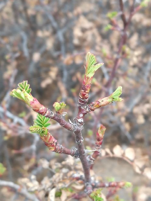 呼和浩特市植物园