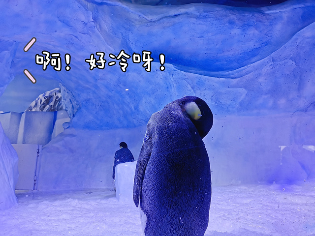 "来成都！带你看遍南北极！♥_成都极地海洋公园"的评论图片