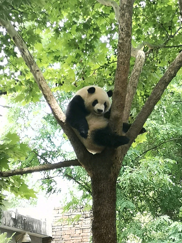 "买了熊猫发夹，随拍，满是竹子，超级棒！这熊猫简直睡得萌的不行，歪着头，吐着小舌头，太可爱了(๑• _小熊猫2号活动场"的评论图片