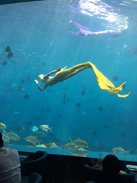 瑞德姆美人鱼海底演艺主题餐厅(亚龙湾店)旅游景点攻略图