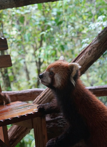 "可以和小熊猫亲密接触哦❗️_太阳河森林公园"的评论图片