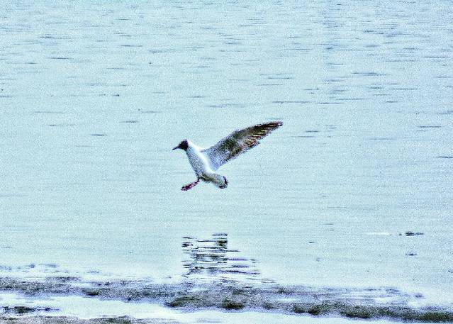 玛纳斯湿地公园
