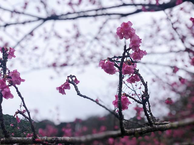 八重岳樱之森公园