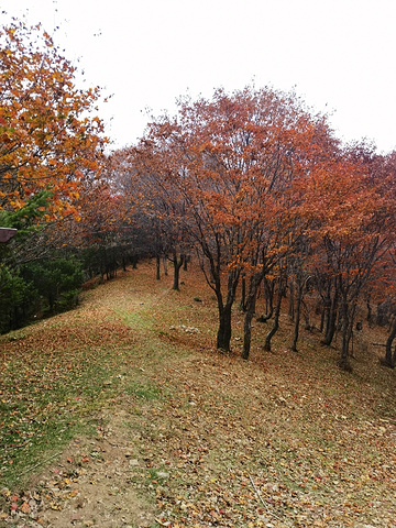 "秋天的色彩无需滤镜_长白山溪谷景区"的评论图片